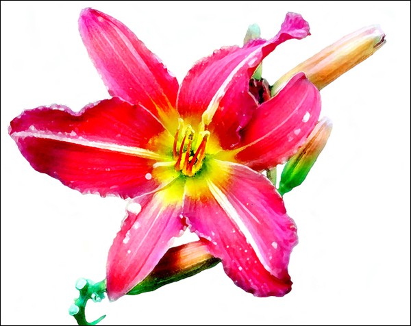Day Lily No. 2