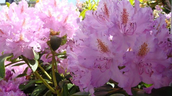 more Rhododendron