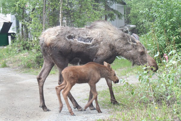 Moose and Baby Moose