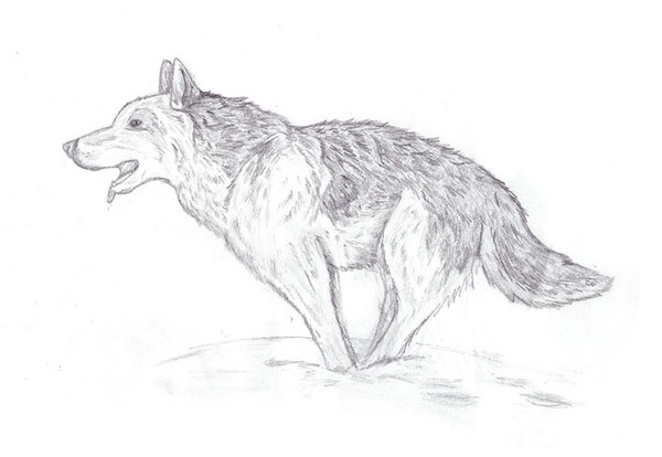 Running Wolf