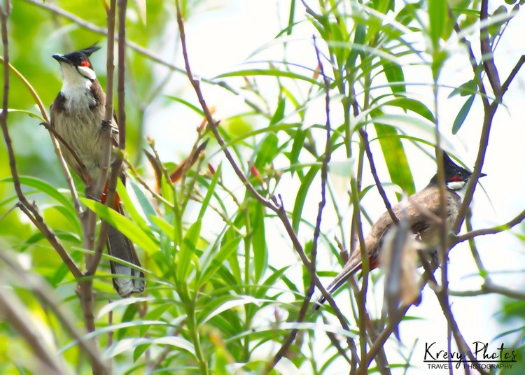 Red-whiskered Bulbuls