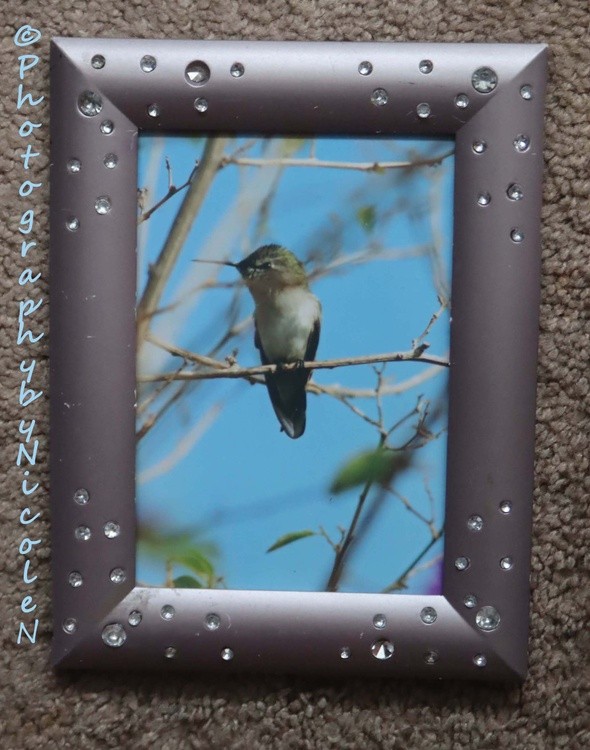 Framed Hummingbird 4 X 6 1A