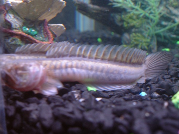 Dragon eel