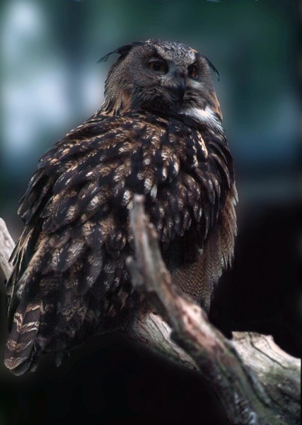 The wise owl, Hubro