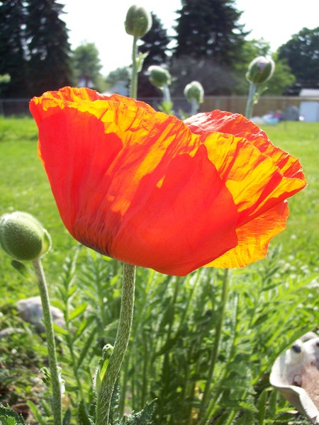 Red ? Poppy...