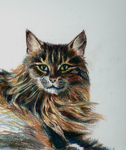 Zoe, A Maine Coon Cat