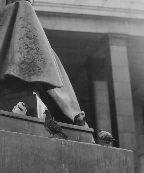 Pigeons on Dostoevskij monument (Moscow)