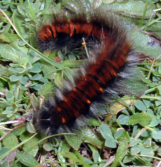 Furry Caterpillar