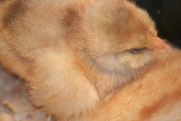 Fuzzy Chick
