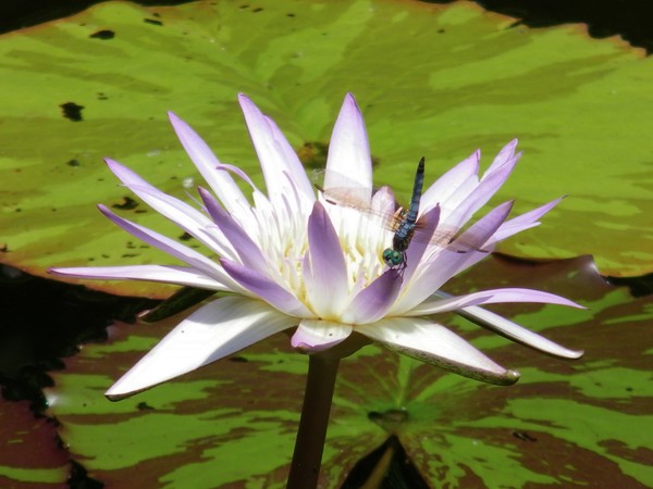 Waterlily with Dragonfly