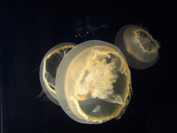 Jellyfish