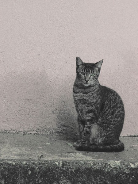 Stray Cat, San Juan