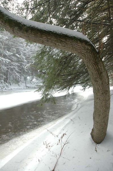 Twisted Tree on River Bank