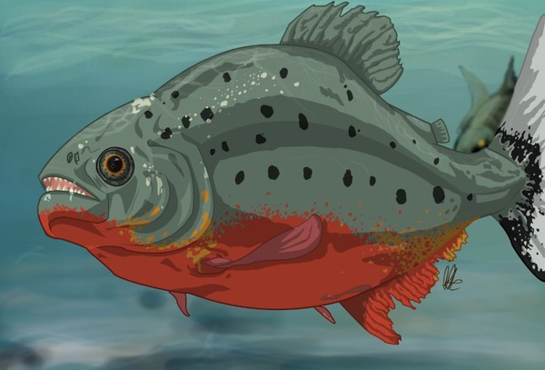 Red bellied Piranha