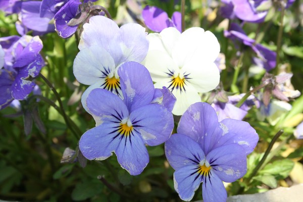 Spring  Pansies