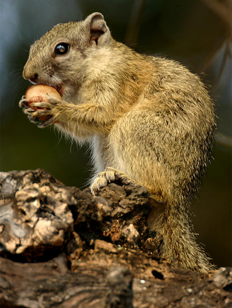 African Tree squirrel