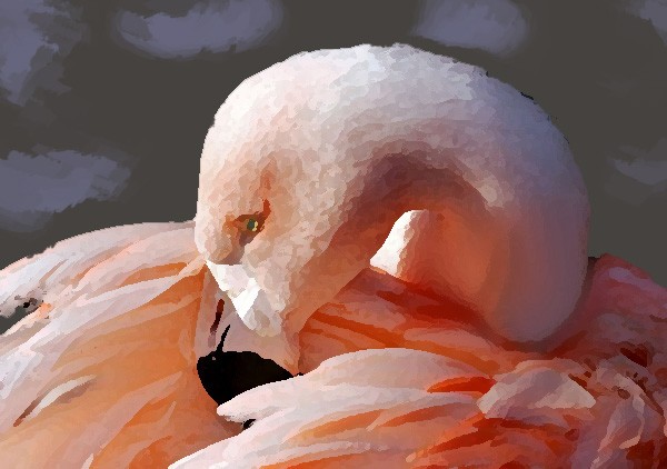 Flamingo