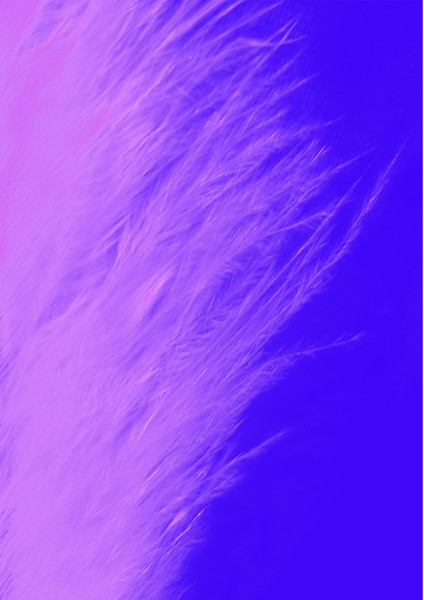 purple feather