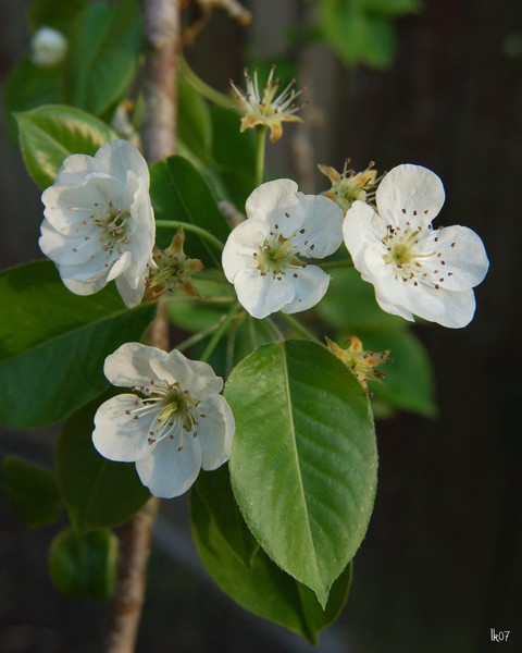 PEAR BLOSSOMS - 2503