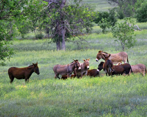 Wild Burros