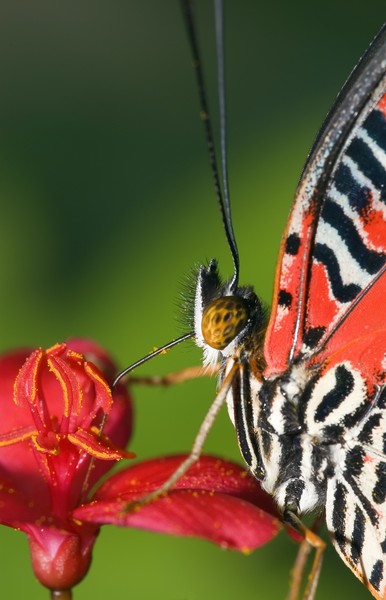 Red lacewing butterfly I