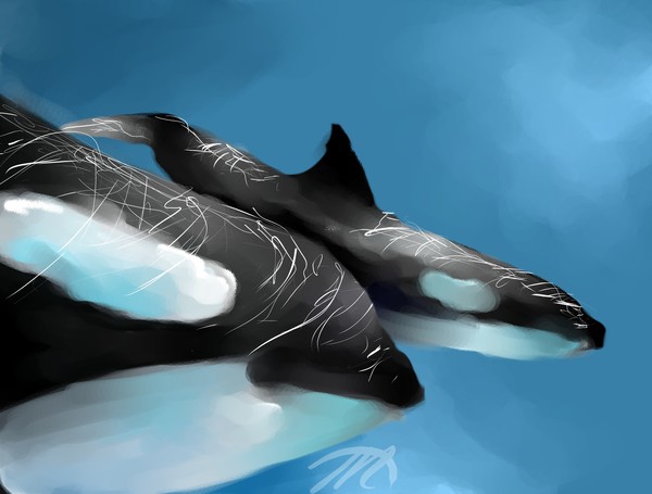 KillerWhale Speed Paint