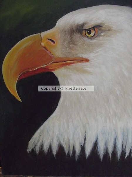 american bald eagle