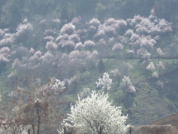 almonds in bloom...(paradise...)