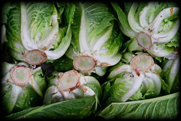 Market lettuces 