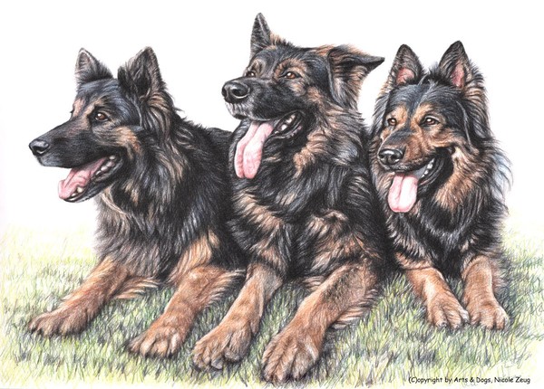 Long-Haired German Shepherds