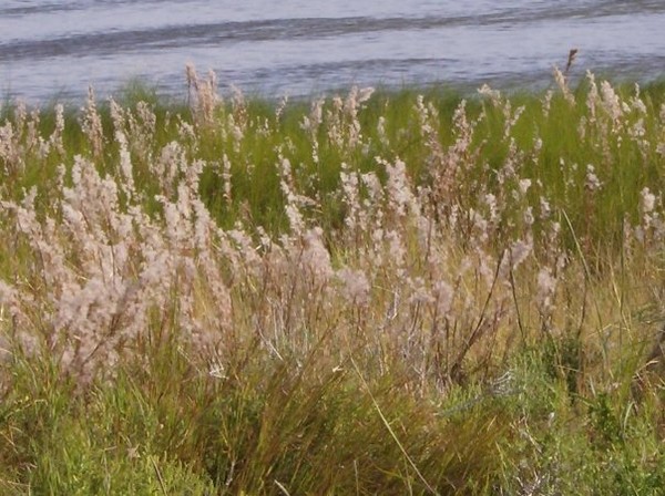 marsh grass