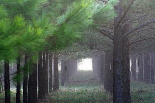 Tunnel of Pines