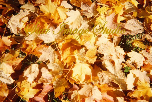 Maple Leaf Carpet