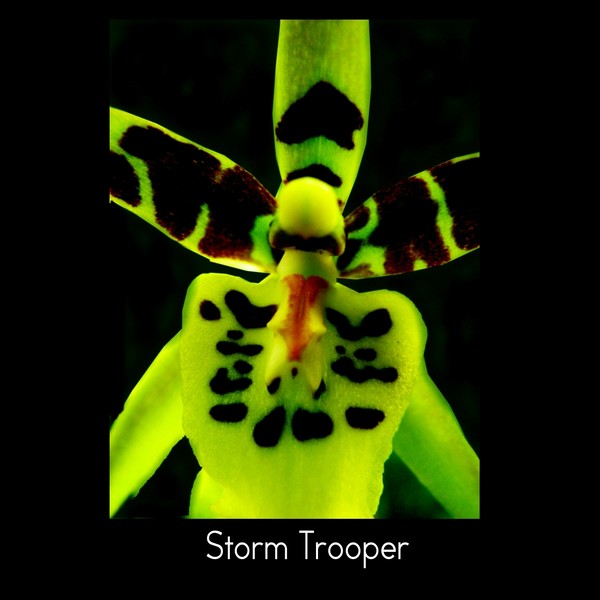 Storm Trooper