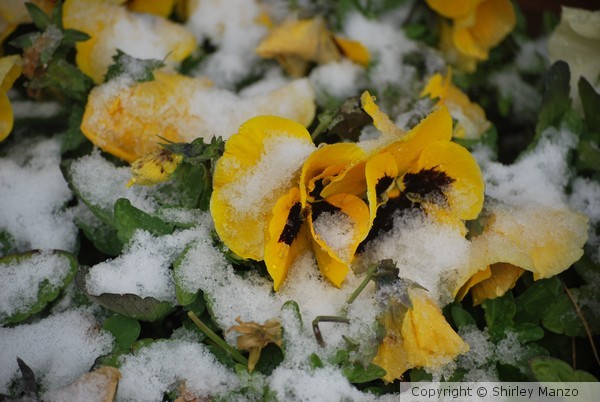 Pansy in snow