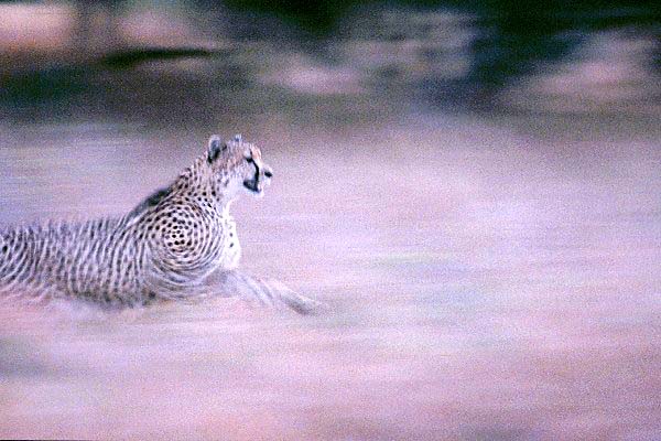 Speeding cheetah
