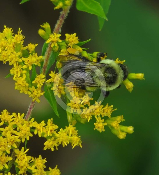 Busy bumble bee