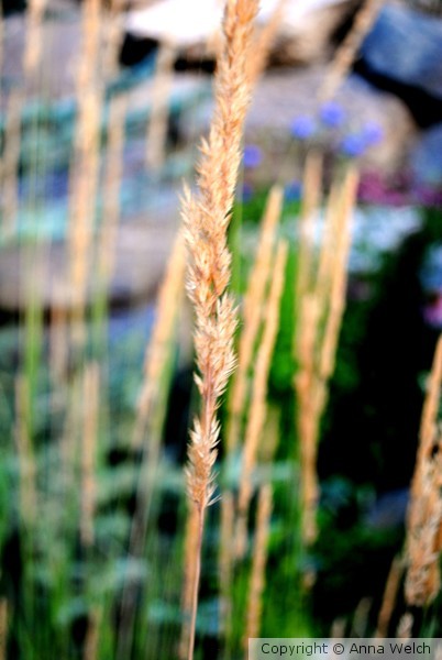 Sheaf of Wheat