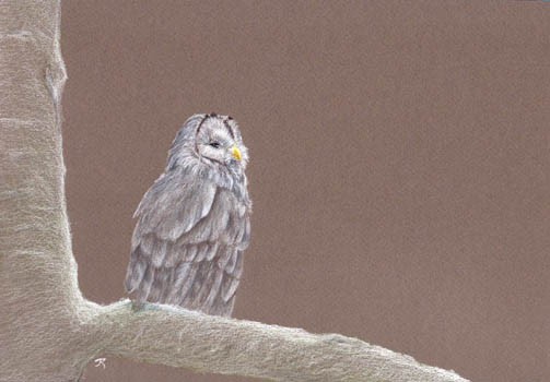 Ural owl without snow