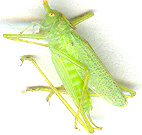 the true color of a grasshopper