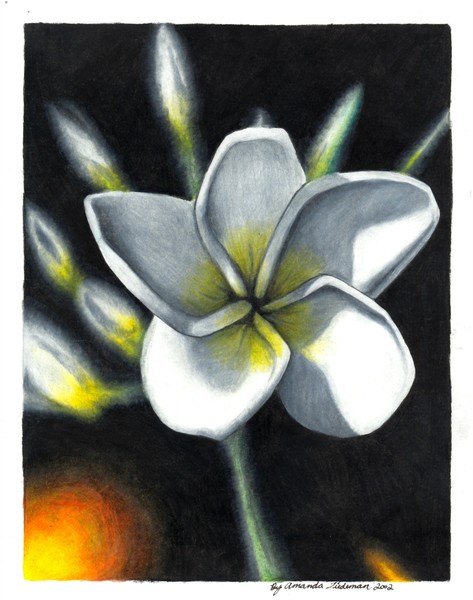 Original: Plumeria