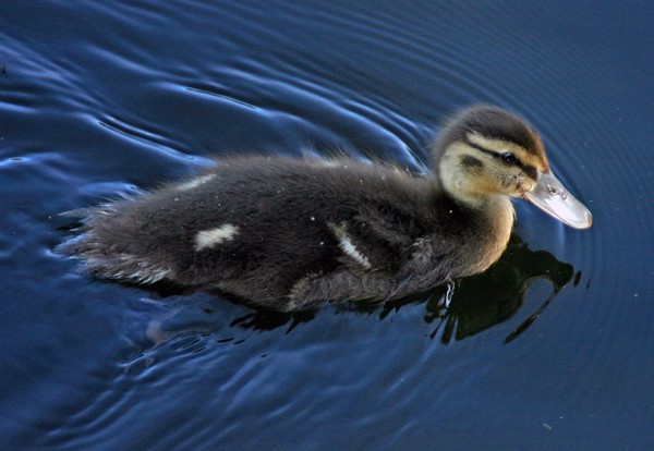 This year's ducklings