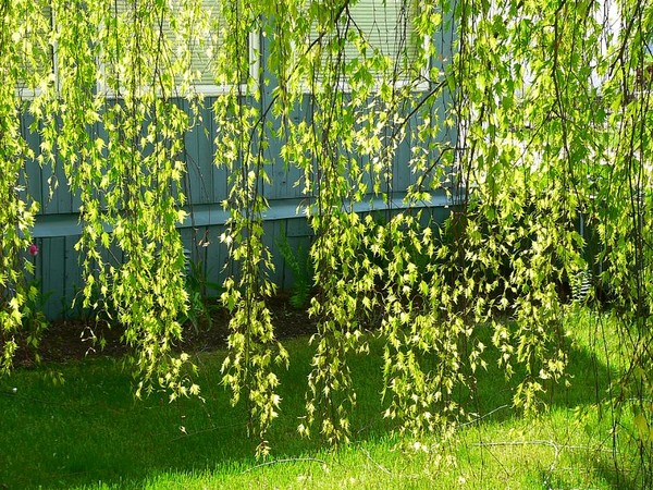 Veil Of Leaves