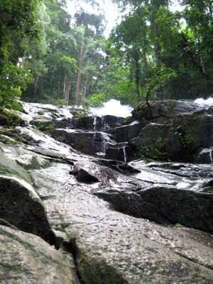 Malaysia Jungle