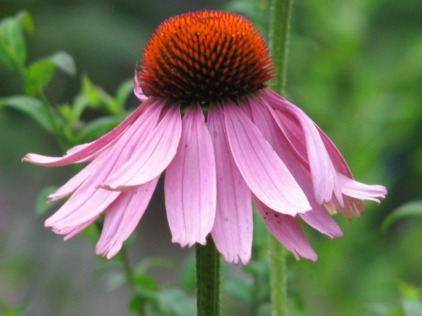 Cone Flower