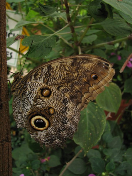 Handsome Owl butterfly