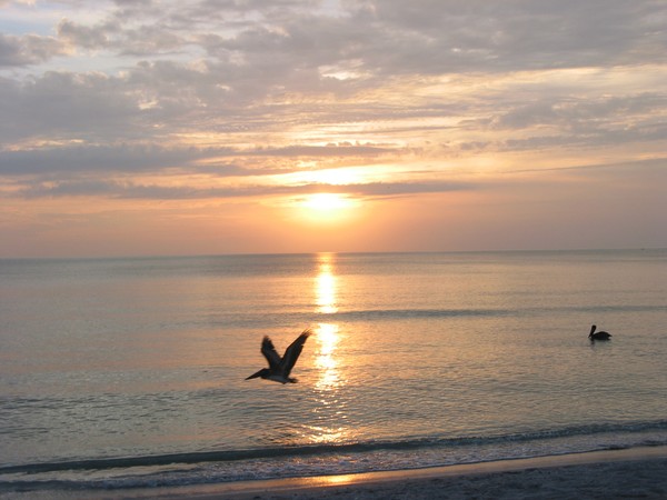 Pelican Sunset