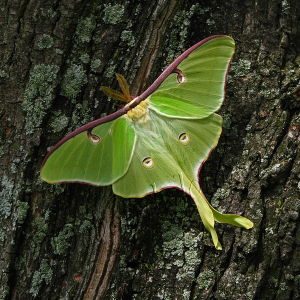 Luna Moth