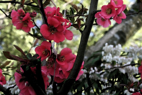 Dance of the Flowers