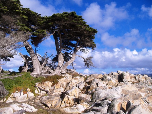 trees & clouds